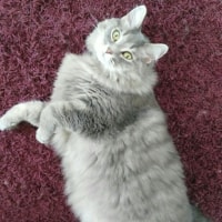 Mishu Mishu