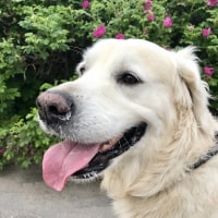 Bruno Bruno
