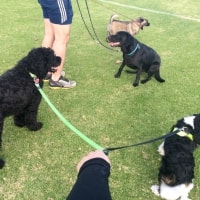 Baxter, Bebe Baxter, Bebe