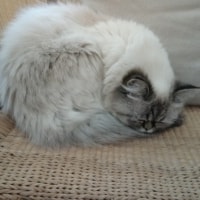 Nula Nula