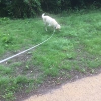 Simba Simba