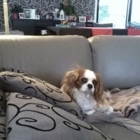 Dotje Dotje
