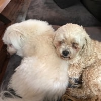 Maxi, Honey Maxi, Honey
