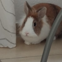 Cipi Cipi