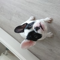 Luna Luna