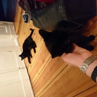William, Henry William, Henry