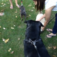 Scamp Scamp