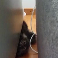 Kiki Kiki