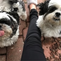 Saussge, Gizmo Saussge, Gizmo