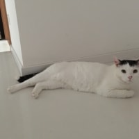 Boris Boris