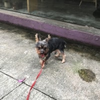 Gizmo Gizmo