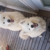 Kobe, Kiara Kobe, Kiara