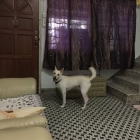Simba Simba