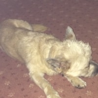 Alfie Alfie