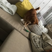 Poffertje Poffertje