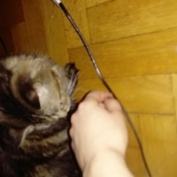 Gros Chat Gros Chat
