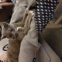 Sophie Sophie