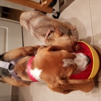 Nobu, Newton Nobu, Newton