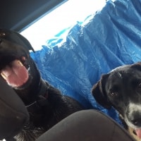 Ruby, Big Dog Ruby, Big Dog