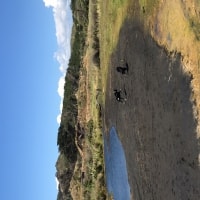 Ruby, Big Dog Ruby, Big Dog