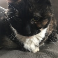 Tiny Tiny