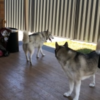Wolfie , Zoey Wolfie , Zoey