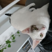 Artemis Artemis