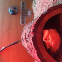 Chewy Chewy