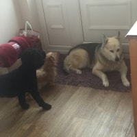 Smokey, Bandit, Watson Smokey, Bandit, Watson