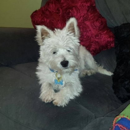 Bentley Dog Of Pet Parent Natalie Pawshake