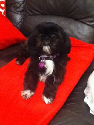 my shih tzu is shaking shih tzu missie and rosie of pet parent shirley pawshake my shih tzu is shaking shih tzu missie and rosie of pet parent shirley pawshake